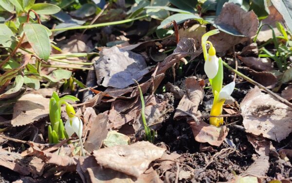 落葉の隙間から伸びている花