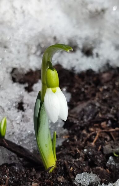 白い花のつぼみ