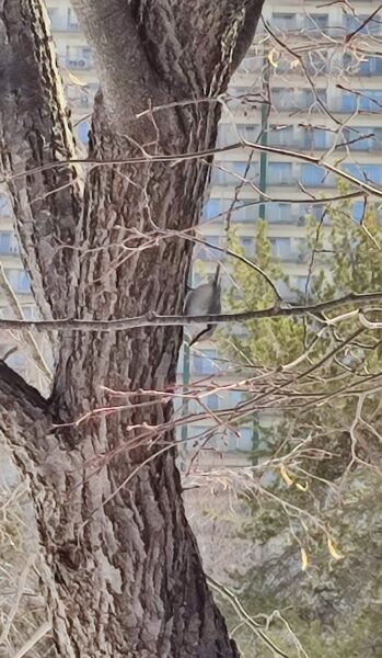 逆さまにも動ける鳥