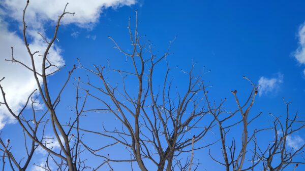 ベニバナトチノキの全体写真