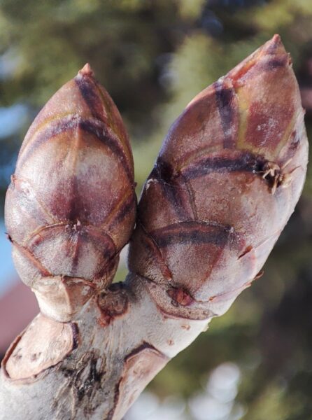 ベニバナトチノキの冬芽