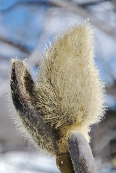 キタコブシの冬芽