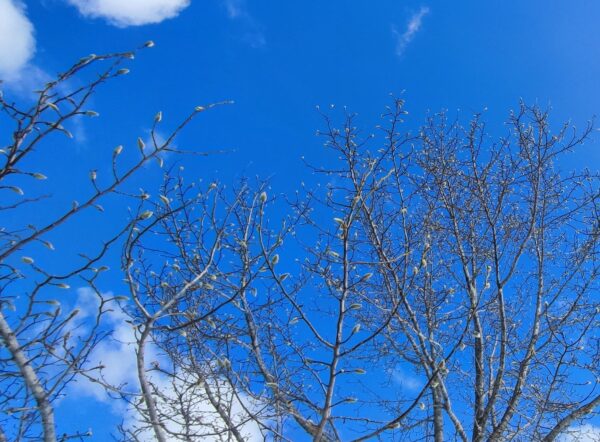 キタコブシの全体写真