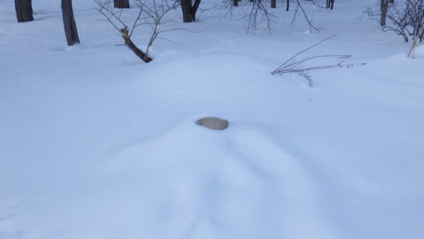雪の中の石