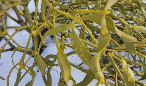 ヤドリギのアップ写真