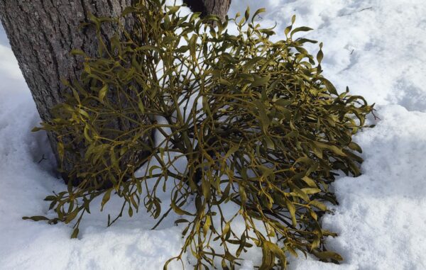 落ちていたヤドリギ