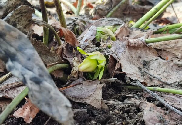 幌平橋駅そばのクリスマスローズ2