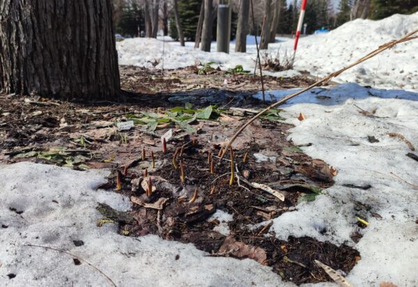 土から出てきたチューリップ