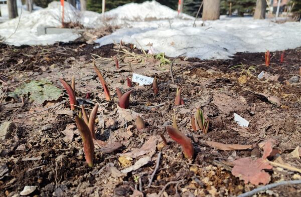 土から出てきたチューリップ3