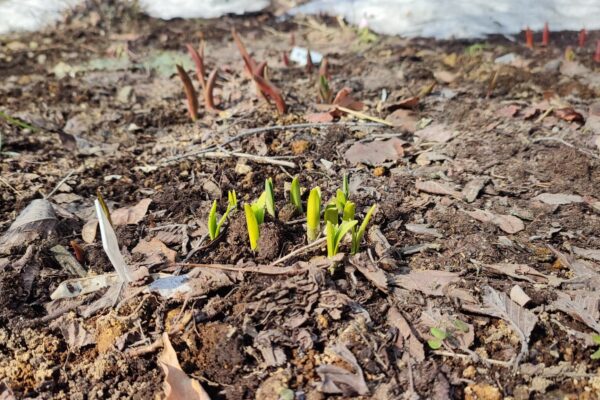 土から出てきたチューリップ4