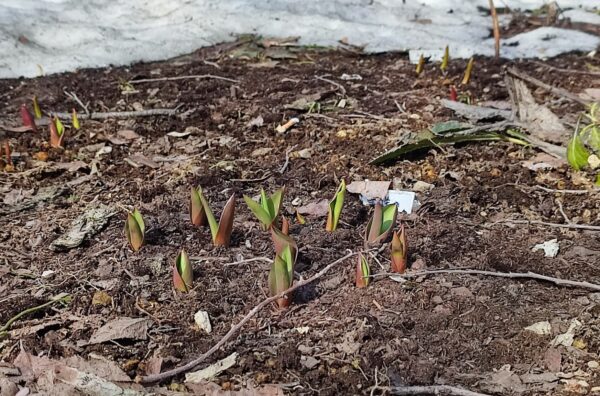 土から出てきたチューリップ2