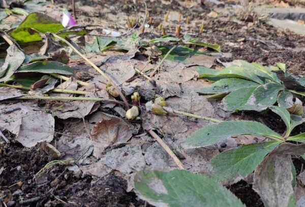 幌平橋駅そばのクリスマスローズ