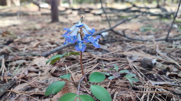 エゾエンゴサク