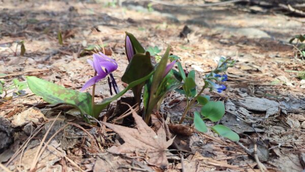 カタクリとエゾエンゴサク