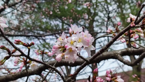 中島体育センター裏のエゾヤマザクラ3