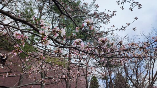 中島体育センター裏のエゾヤマザクラ2