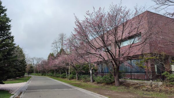 中島体育センター裏のエゾヤマザクラ