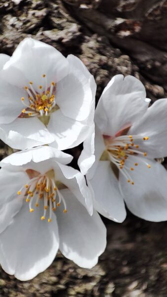 胴吹き桜のソメイヨシノ2