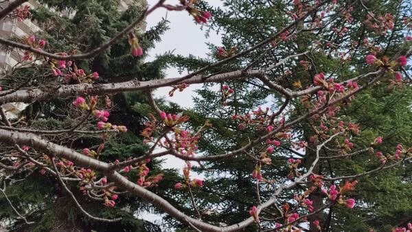 道立文学館そばのエゾヤマザクラ2