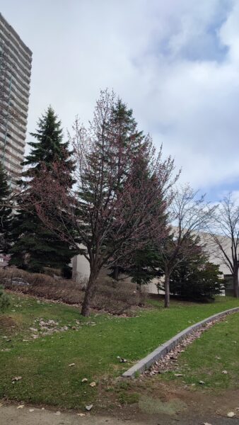 道立文学館そばのエゾヤマザクラ