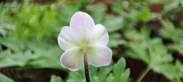 日本庭園のニリンソウの後ろ姿