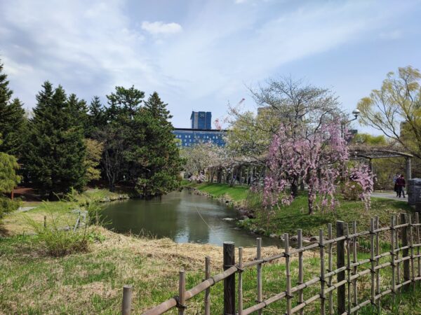 藤棚横のシダレザクラ