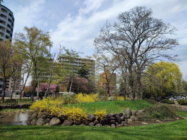 鴨々川そばのレンギョウたち