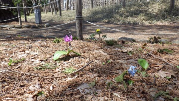 春の植物たち