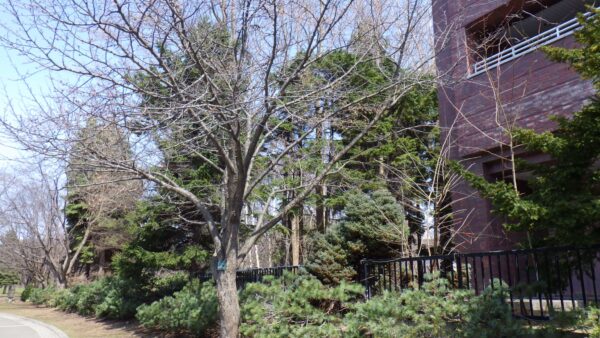 エゾヤマザクラの全体写真