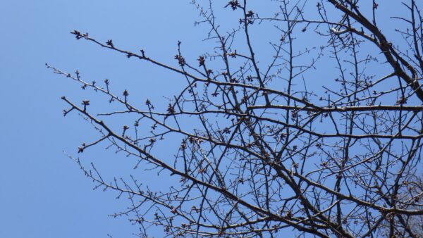 エゾヤマザクラのアップ写真