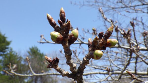 ソメイヨシノの花芽