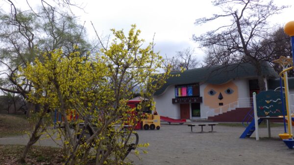 9条広場のレンギョウ