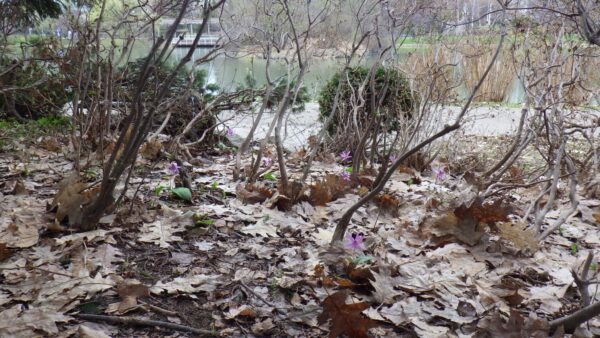 菖蒲池前のカタクリ