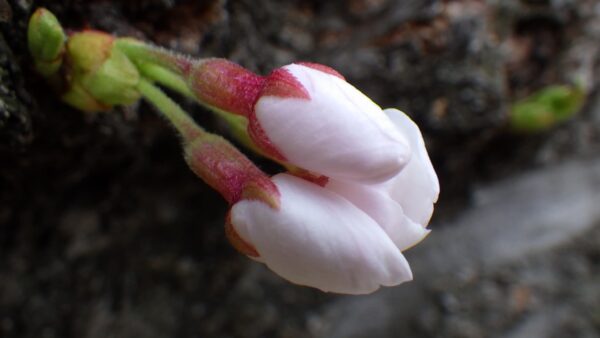 ソメイヨシノのつぼみ