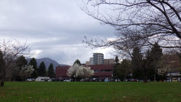 中島体育センター前のキタコブシ