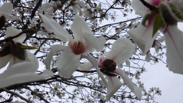 キタコブシの花