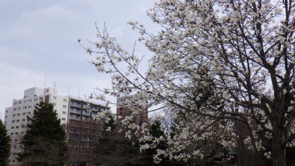 中島体育センター前のキタコブシ2