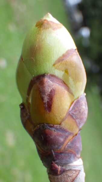 ベニバナトチノキの新芽