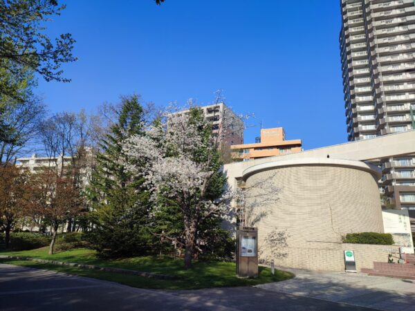 文学館横のサクラ