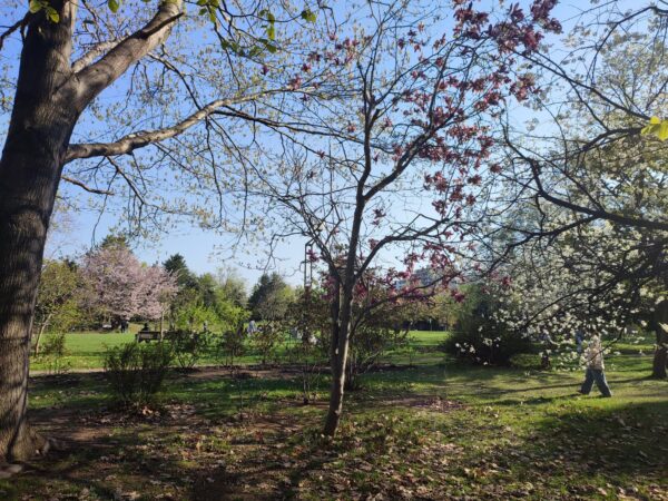 香りの広場のモクレンとスモモ