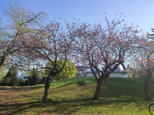 天文台のヤエザクラ