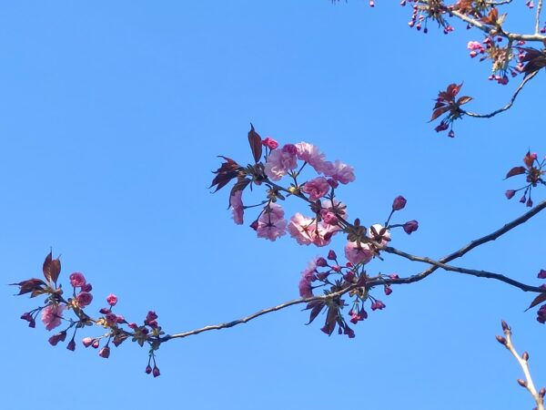 ヤエザクラの咲き始め