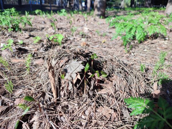 枯葉を押し上げるヒトリシズカ