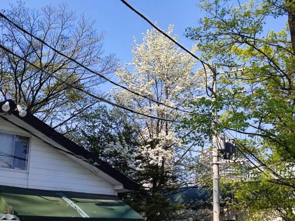 花月横のナシの木