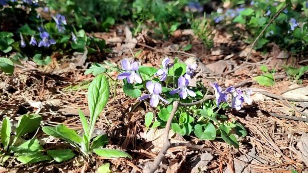 日本庭園のスミレ