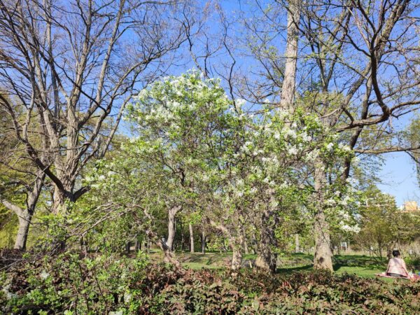 キタラ前のライラック