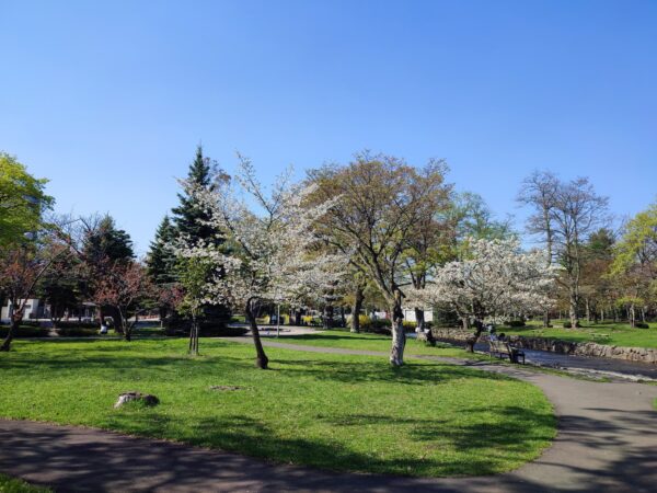 行啓通近くのサクラ