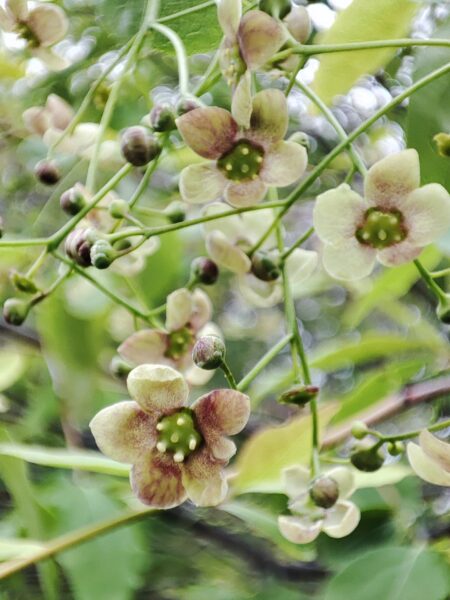 菖蒲池そばのツリバナ