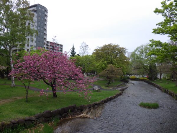 鴨々川沿いのヤエザクラ