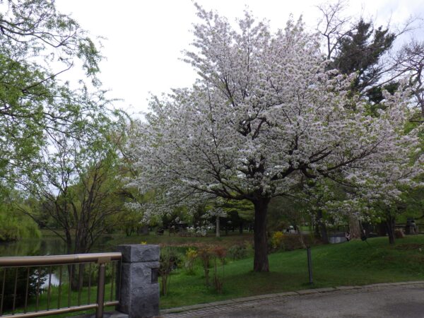 菖蒲池前のサクラ